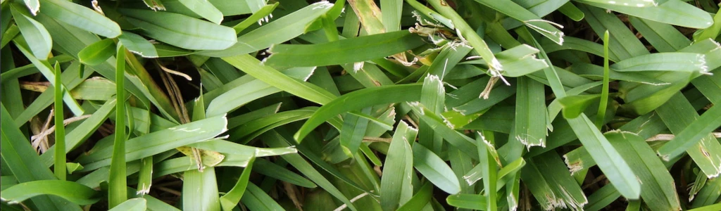 Saint Augustine Grass