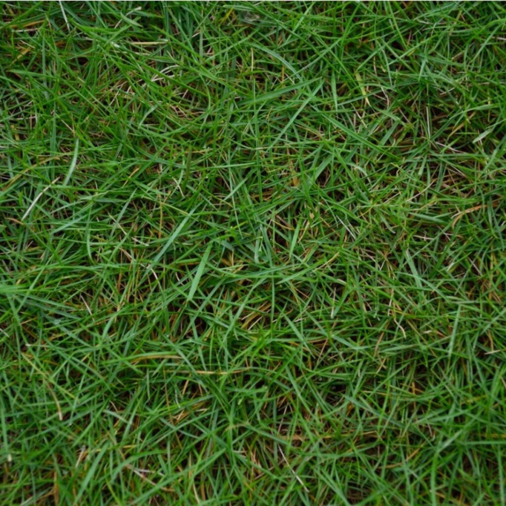 Ideal Bermuda Grass Height for a Perfect Lawn